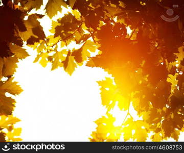 Autumn leaves frame, photo of sunlight through fresh grape leaves, natural background, orange autumnal foliage border, winery industry, copy space, trees in the fall and bright yellow sun beam &#xA;