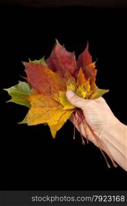 Autumn leaves in a hand with black background