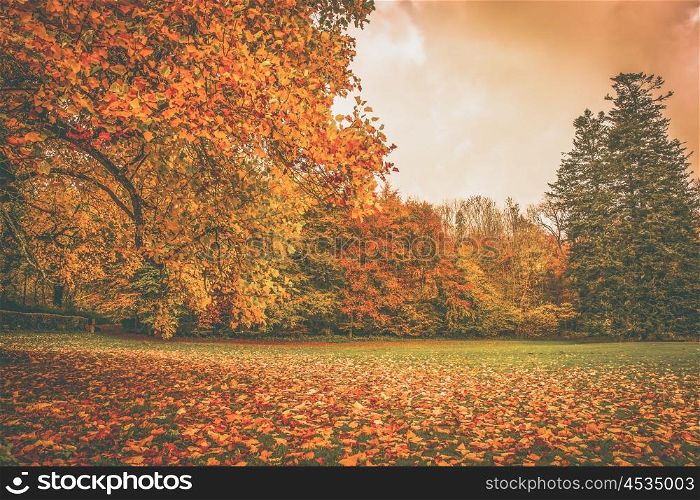 Autumn leaves in a park under a colorful tree