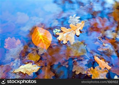 Autumn leaves in a pond
