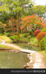 Autumn leaves in beautiful japanese garden.