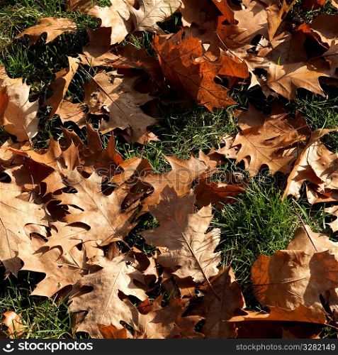 Autumn leaves in Boston, Massachusetts, USA