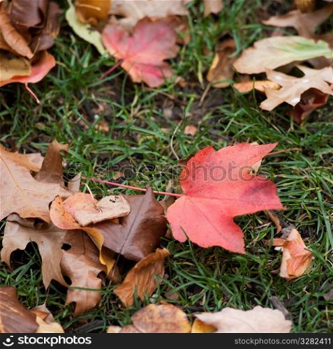 Autumn leaves in Boston, Massachusetts, USA