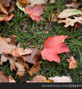 Autumn leaves in Boston, Massachusetts, USA