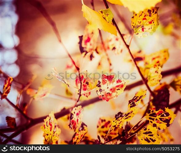 Autumn leaves in garden or park , fall nature background