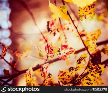 Autumn leaves in garden or park , fall nature background