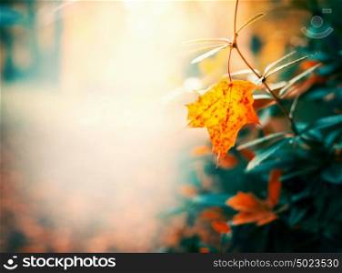 Autumn leaves in garden or park, fall outdoor nature background