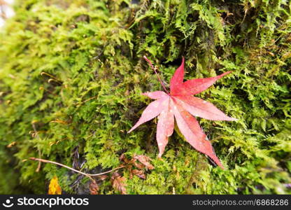 Autumn leaves in japan Colorful leaves Into the winter