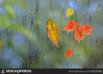 Autumn Leaves In Rainy Weather On The Window Glass