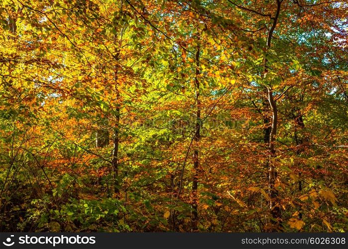 Autumn leaves in red and yellow colors in the forest