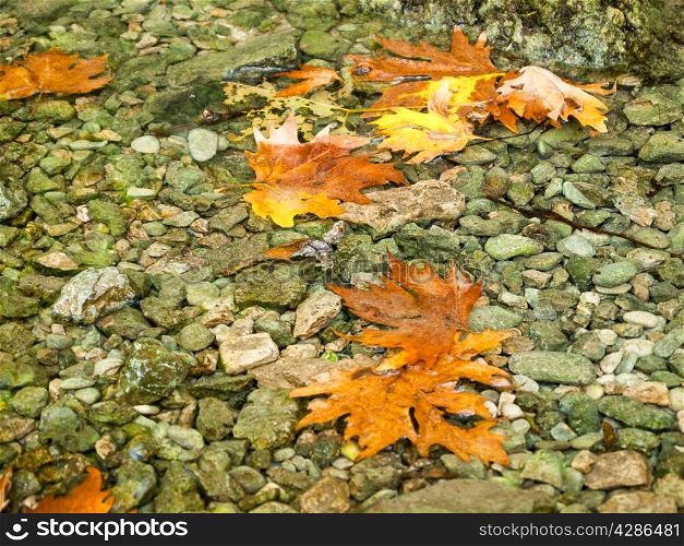 Autumn leaves in river, floating slowly downstream