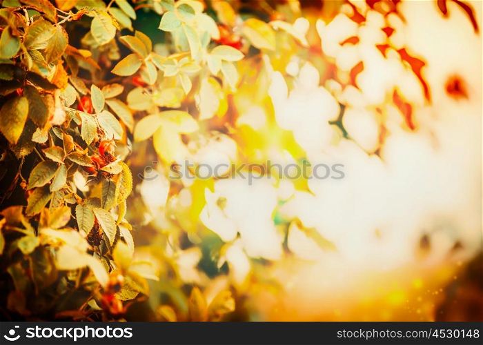 Autumn leaves in sunset light, fall nature background with bokeh