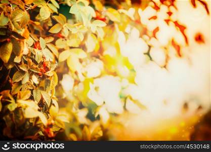 Autumn leaves in sunset light, fall nature background with bokeh