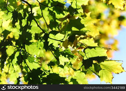 autumn leaves in the park