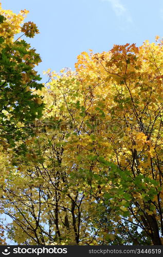 autumn leaves in the park