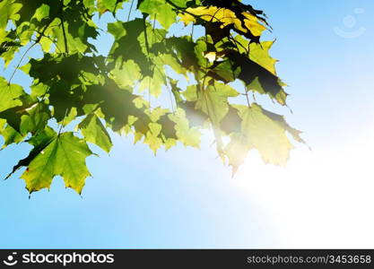 autumn leaves in the park