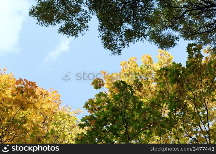 autumn leaves in the park