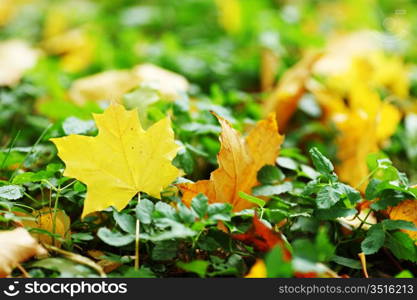 autumn leaves in the park