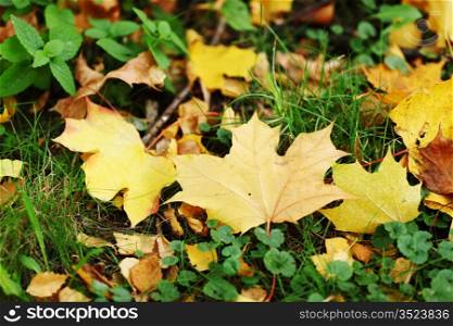 autumn leaves in the park
