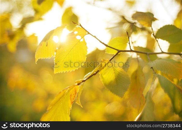 Autumn Leaves in the sunshine day