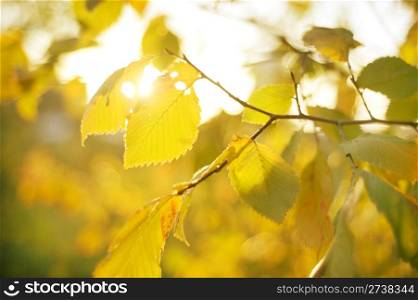 Autumn Leaves in the sunshine day