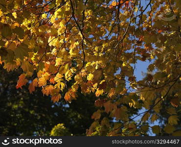 Autumn leaves in Vancouver, British Columbia, Canada