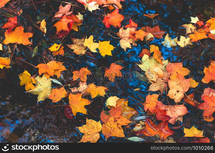 autumn leaves in water and rainy weather