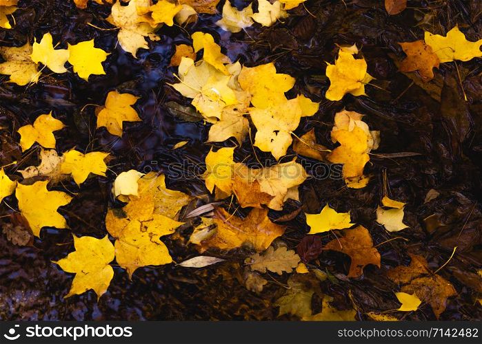 autumn leaves in water and rainy weather