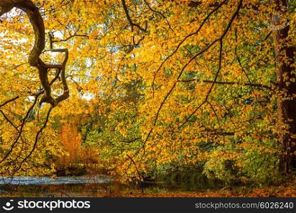 Autumn leaves in yellow colors by the lake