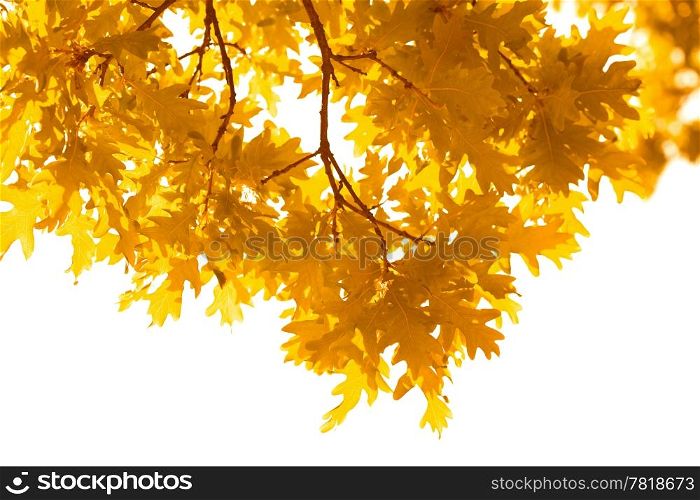 autumn leaves isolated
