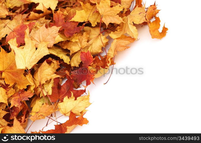 autumn leaves isolated in studio