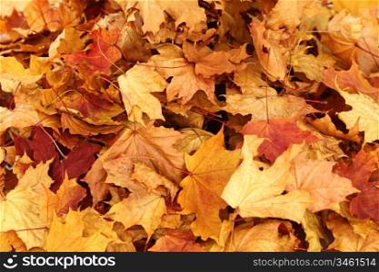 autumn leaves isolated in studio