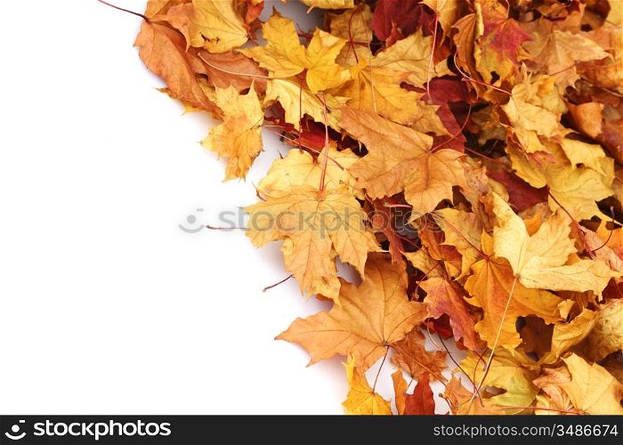 autumn leaves isolated in studio