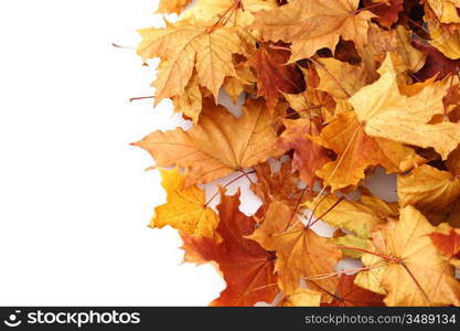 autumn leaves isolated in studio