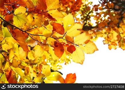 Autumn leaves isolated on the white background