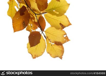 Autumn leaves isolated on the white background