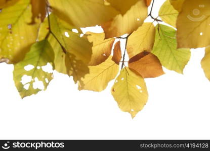 Autumn leaves isolated on the white background