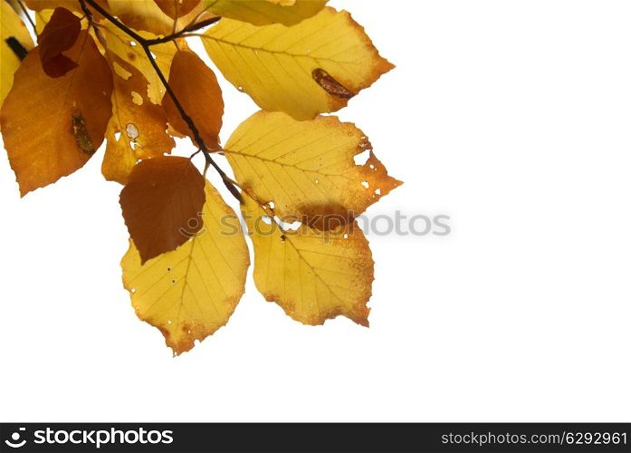 Autumn leaves isolated on the white background with copyspace