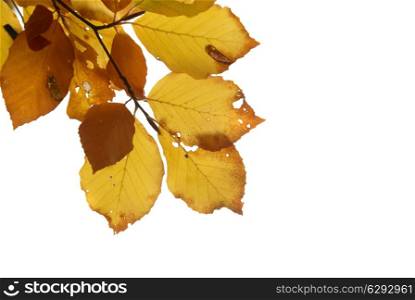 Autumn leaves isolated on the white background with copyspace