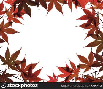 Autumn leaves isolated on white background. Autumn leaves