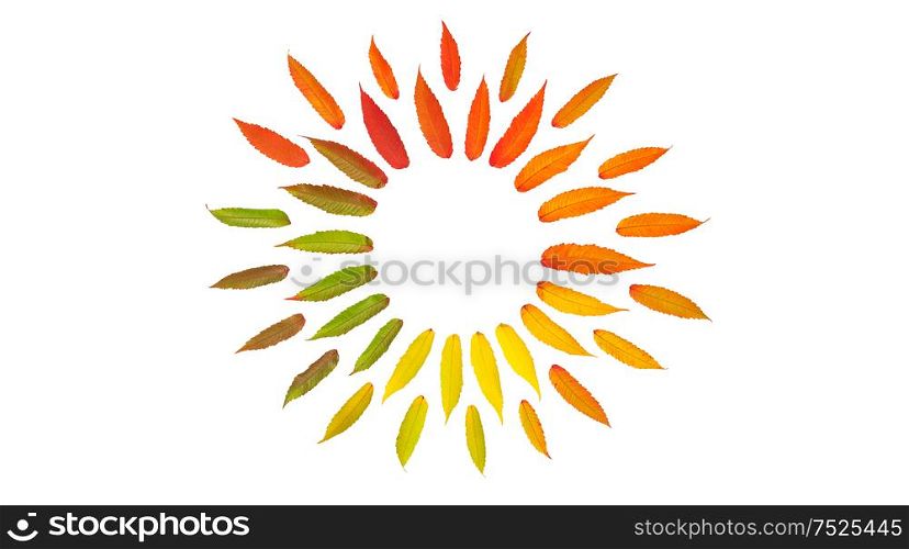 Autumn leaves isolated on white background. Flat lay pattern