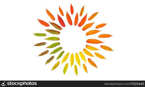 Autumn leaves isolated on white background. Flat lay pattern
