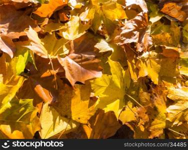 Autumn leaves lying on the floor of a forest in Autumn