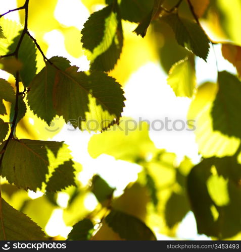 autumn leaves macro close up