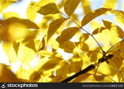 autumn leaves macro close up