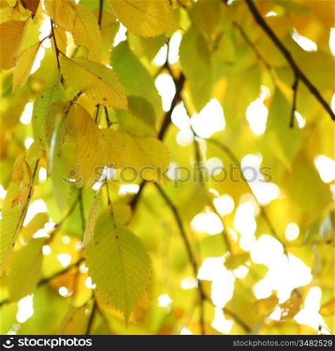 autumn leaves macro close up