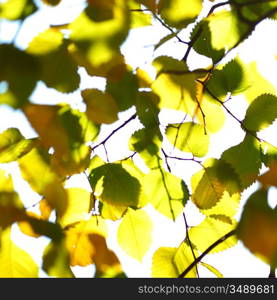 autumn leaves macro close up