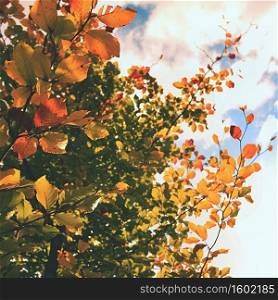 Autumn leaves. Natural seasonal colored background.