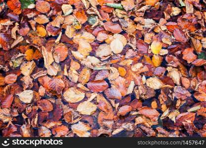 autumn leaves nature absctract background