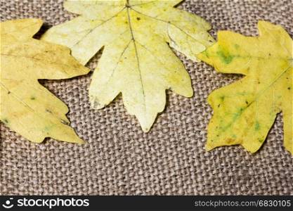 Autumn leaves of a maple lie on a sacking on a canvas orange and yellow